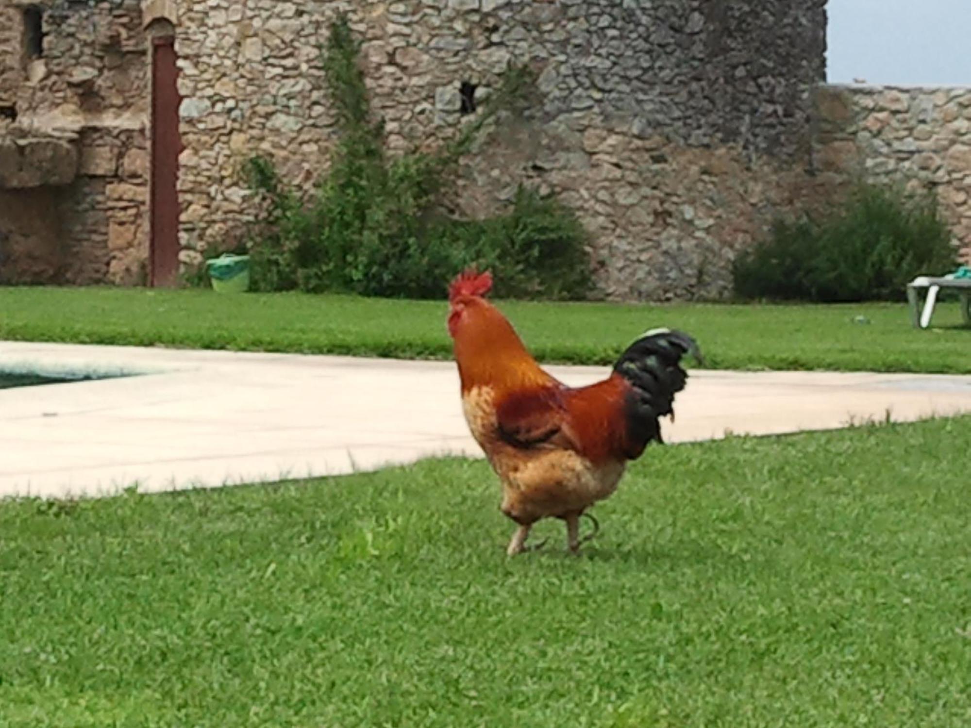 Hotel Mas Rabiol -costa Brava-emporda-only Adults Peratallada